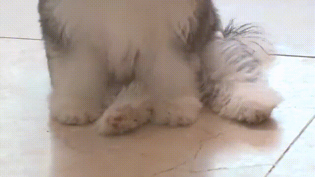 小型犬马尔济斯居然让哈士奇怀孕了!兽医都连连称奇!孩子刚满月就比亲爹体型还大!